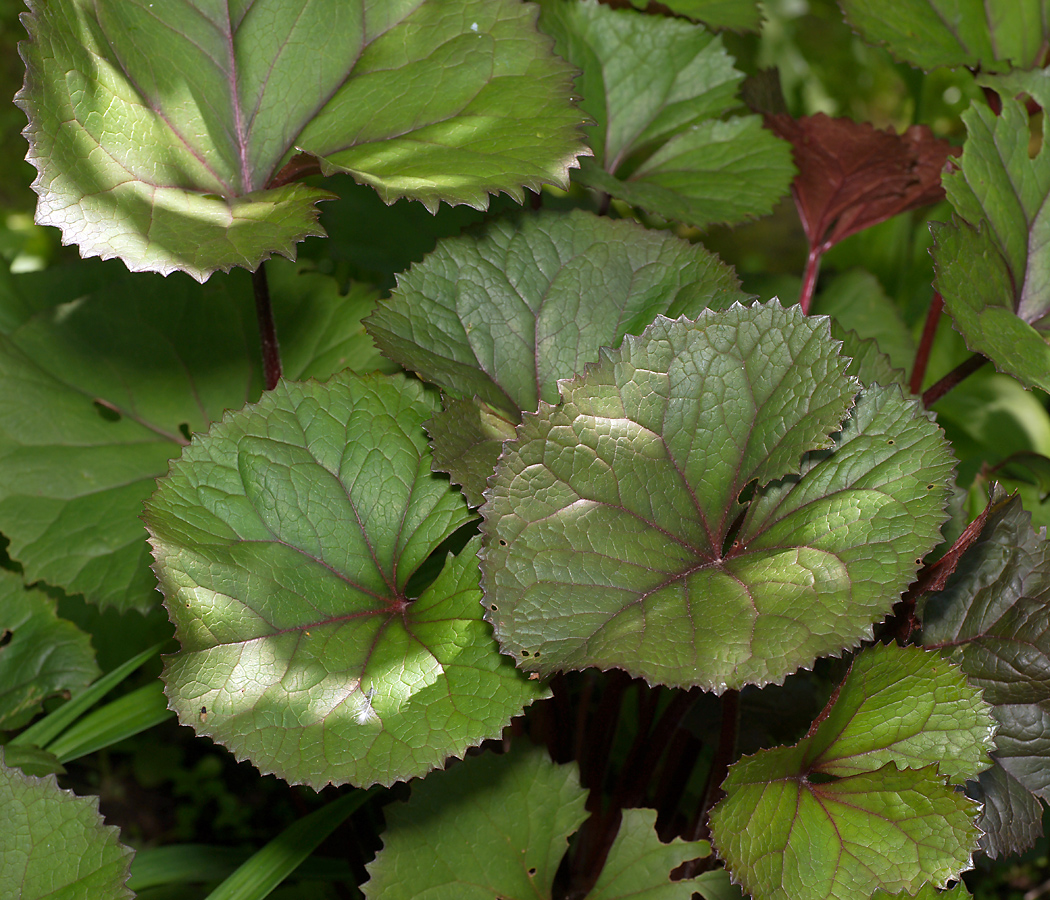 Image of Ligularia dentata specimen.