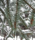 Abies numidica