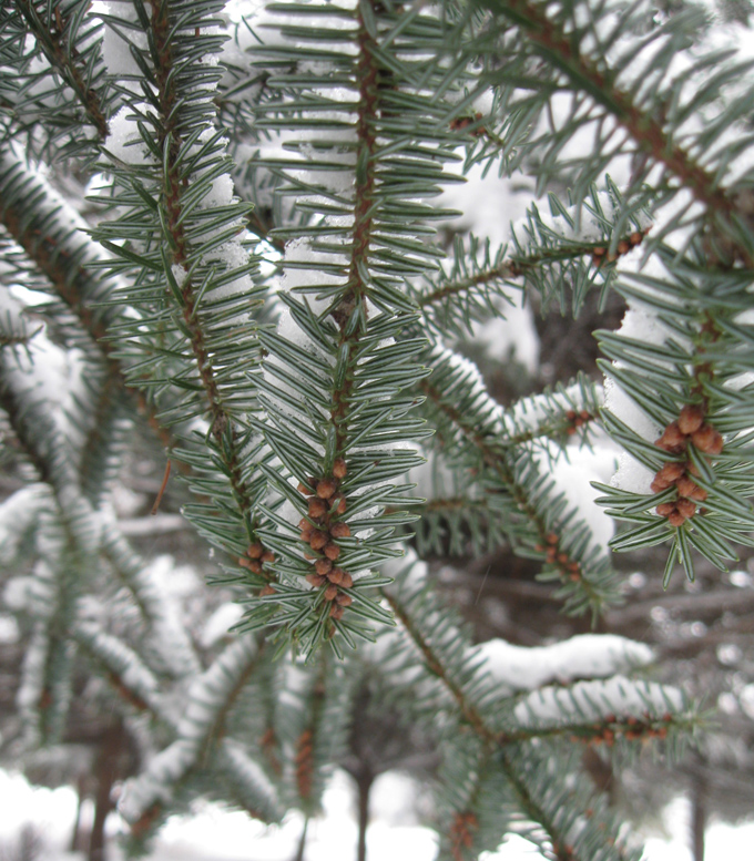 Image of Abies numidica specimen.