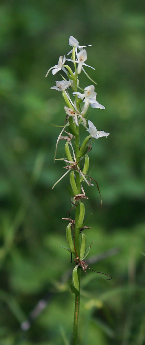 Image of Platanthera bifolia specimen.