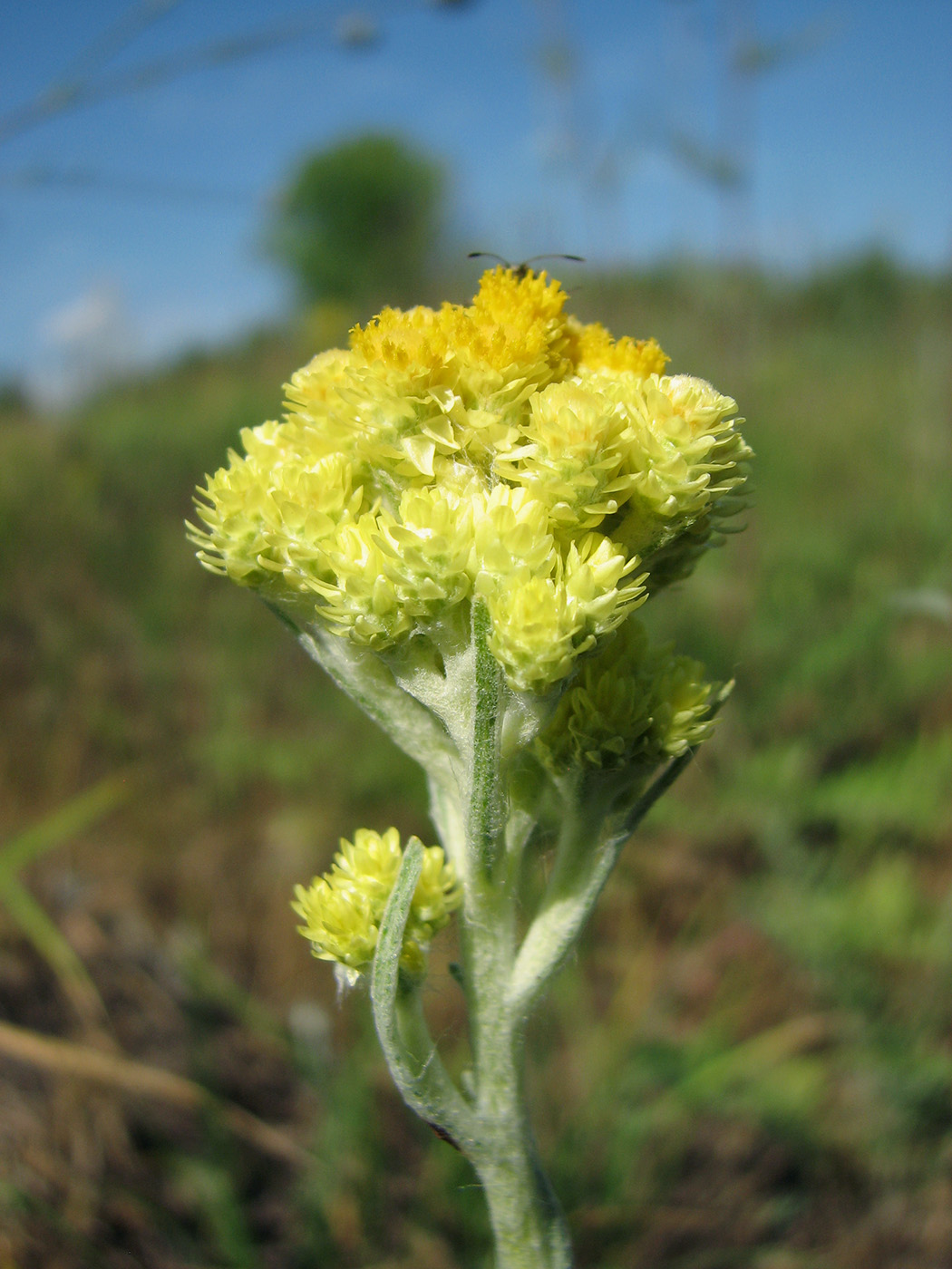 Image of Helichrysum arenarium specimen.