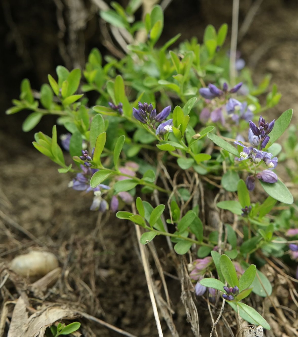 Image of Polygala supina specimen.