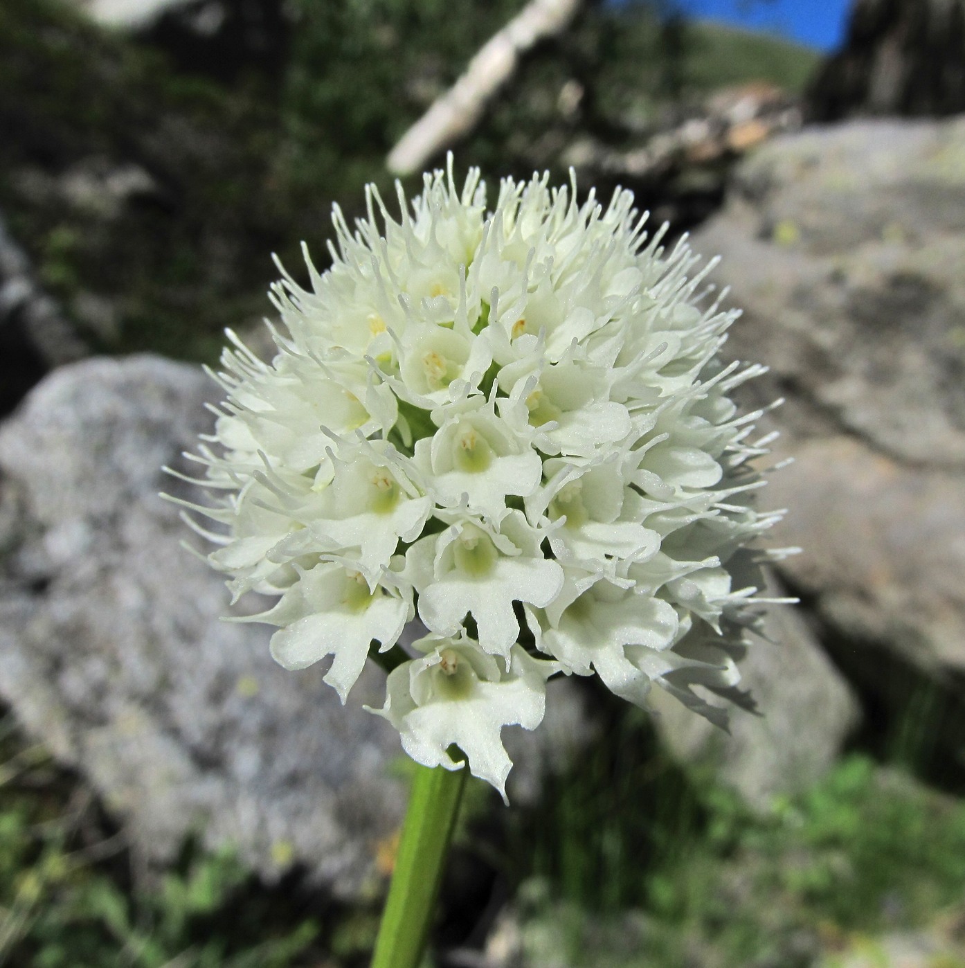 Image of Traunsteinera sphaerica specimen.