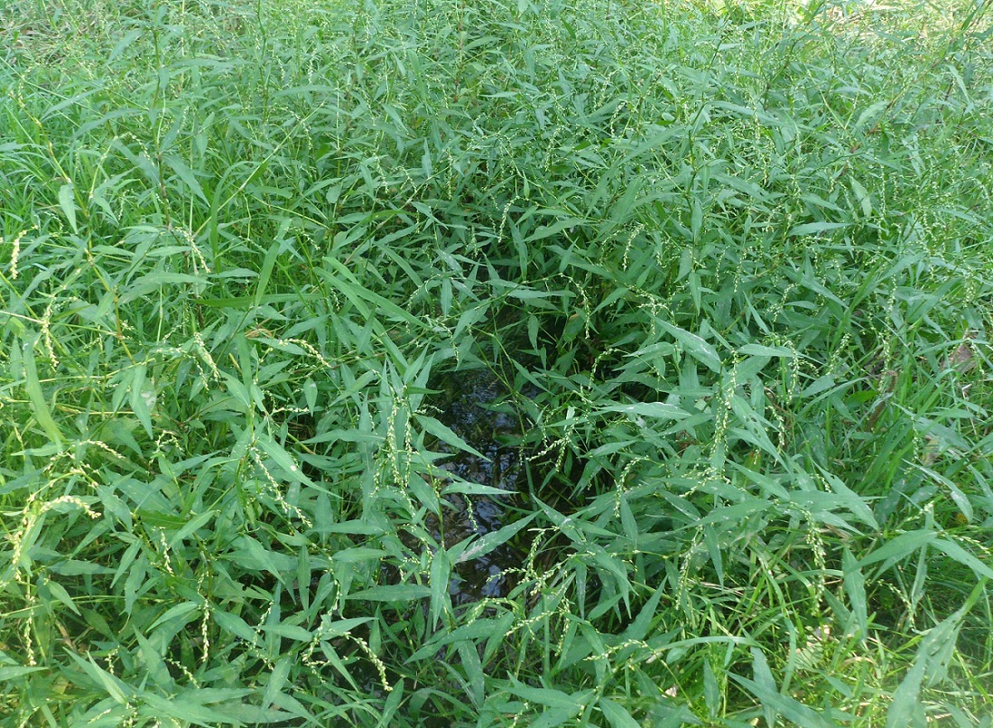 Image of Persicaria hydropiper specimen.