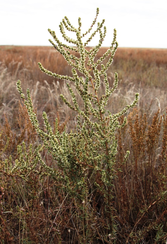 Изображение особи Salsola laricina.