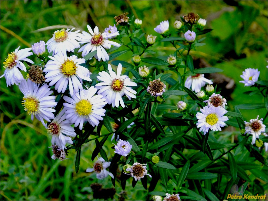 Image of genus Symphyotrichum specimen.