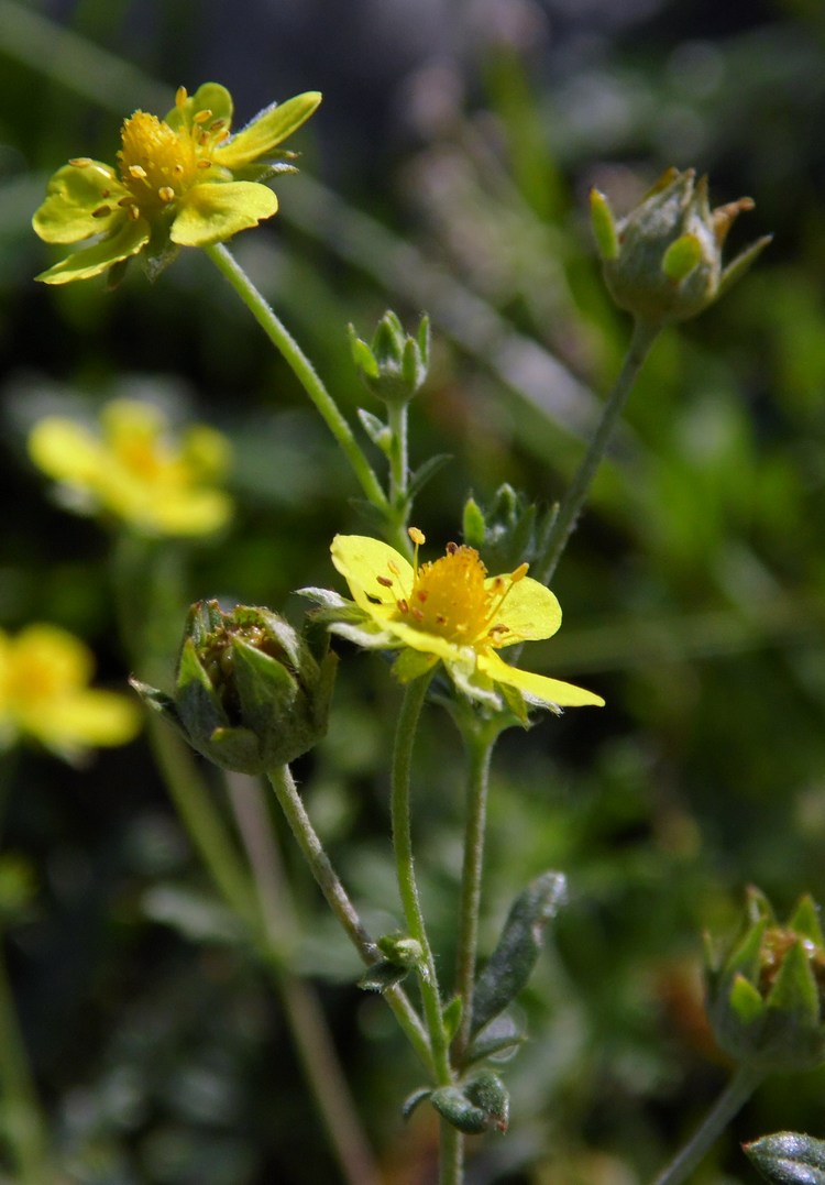 Image of Potentilla argentea specimen.