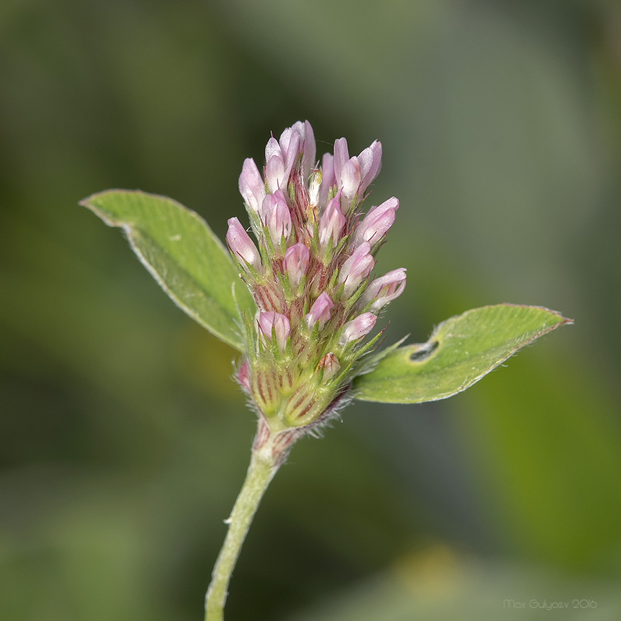 Изображение особи Trifolium striatum.