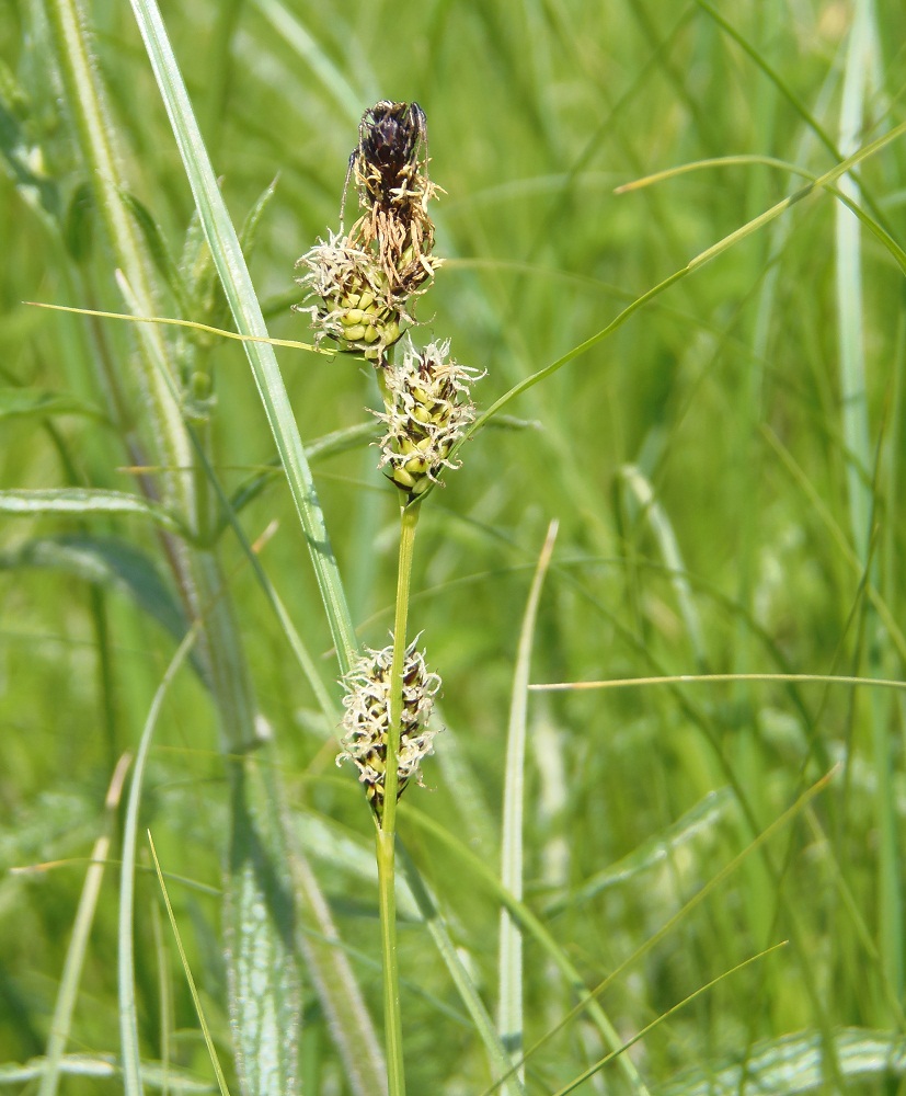 Изображение особи Carex extensa.