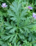 Erodium ciconium. Лист. Узбекистан, г. Ташкент, Актепа Юнусабадская. 26.04.2014.