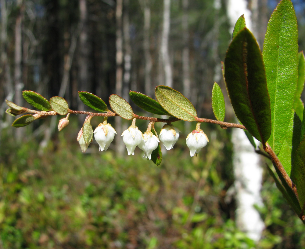 Изображение особи Chamaedaphne calyculata.