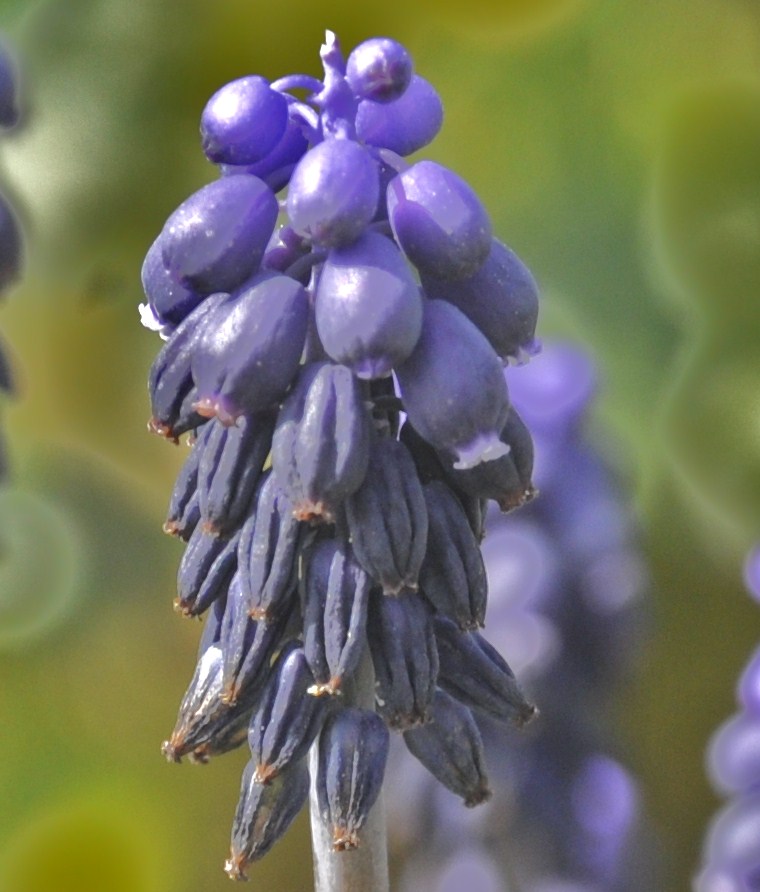 Изображение особи Muscari neglectum.