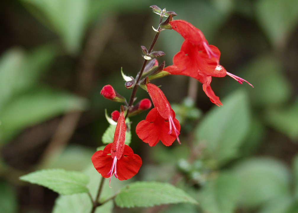 Image of Salvia coccinea specimen.