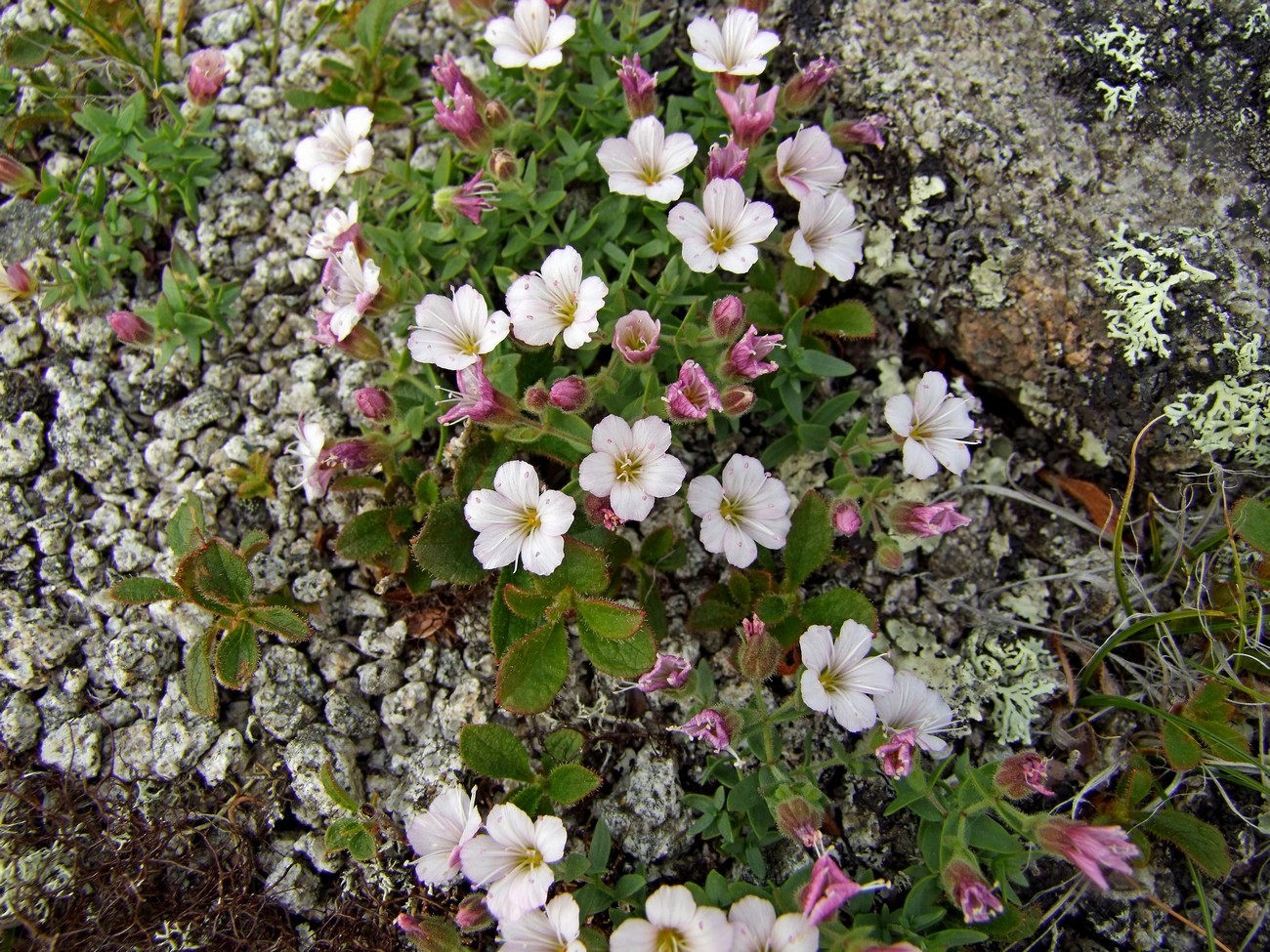 Image of Gypsophila violacea specimen.