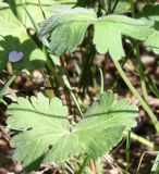 Geranium pyrenaicum. Листья (вид сбоку). Крым, Чатырдаг, остепнённый луг у опушки букового леса на нижнем плато яйлы. 23.07.2009.