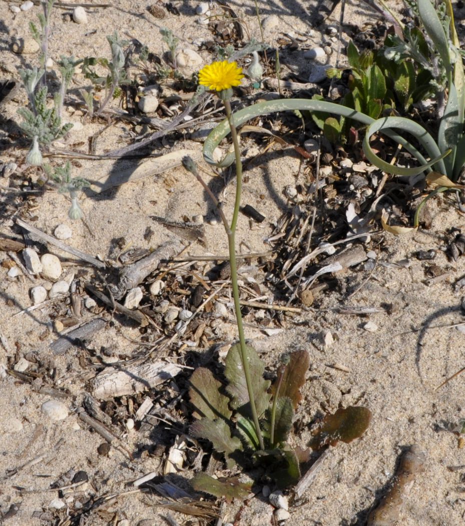 Изображение особи Hypochaeris glabra.