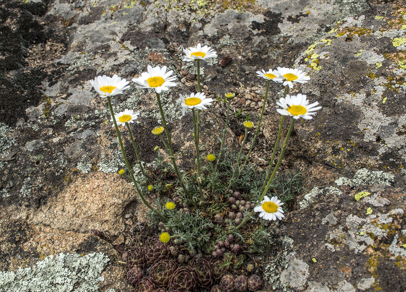 Изображение особи Tripleurospermum nathaliae.