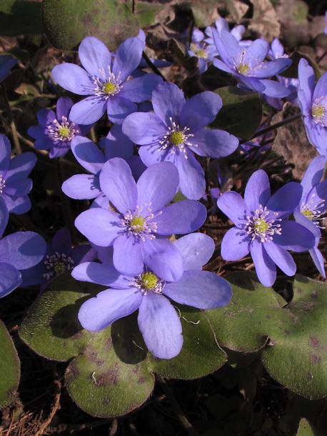 Изображение особи Hepatica nobilis.