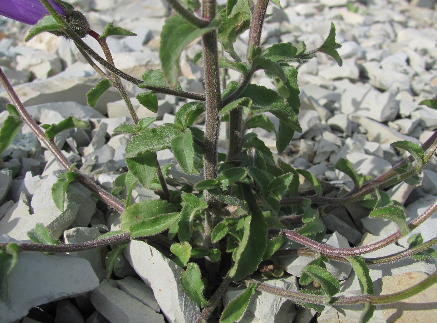 Image of Campanula komarovii specimen.