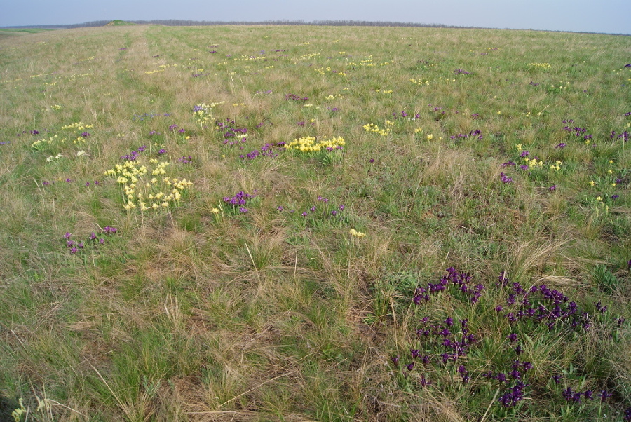 Изображение особи Iris pumila.