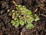 Marchantia polymorpha. Таллом с выводковыми почками. Пермский край, г. Пермь, Кировский р-н, садовый участок, сорное. 24 июня 2017 г.