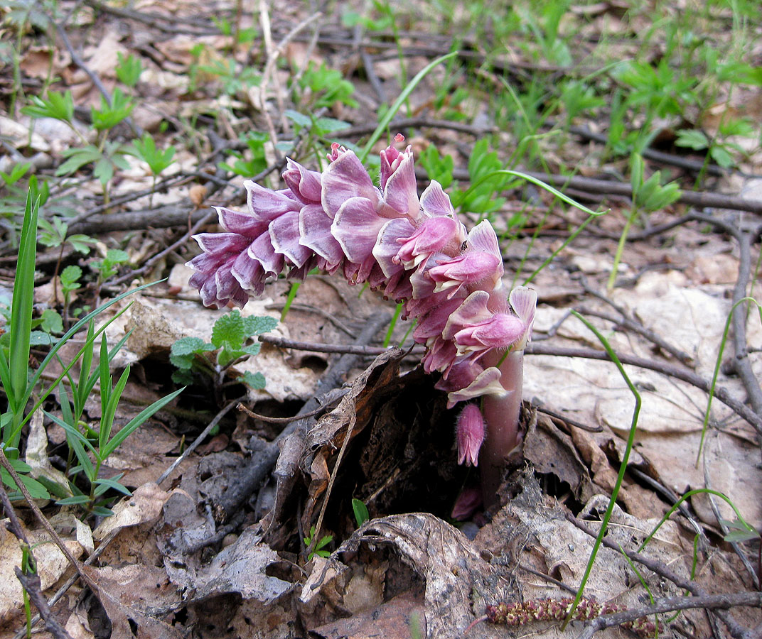 Image of Lathraea squamaria specimen.