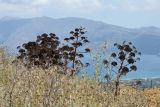 Ferula communis. Отмирающие плодоносящие растения. Греция, о-в Крит, ном Ханья (Νομός Χανίων), дим Киссамос (Κίσσαμος), травянистый склон. 20 июня 2017 г.