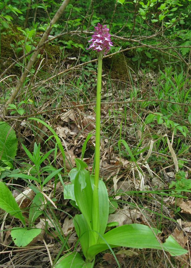 Image of Orchis purpurea ssp. caucasica specimen.