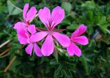 Pelargonium peltatum. Цветки. Московская обл., г. Реутов, городской парк, цветочный фонтан, в культуре. 29.06.2017.