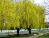 Salix babylonica. Цветущие мужские деревья. Украина, Киев, Южная Борщаговка, ул. Булгакова. 22 апреля 2010 г.