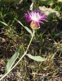 Centaurea jacea subspecies substituta. Верхушка побега с соцветием. Украина, г. Запорожье, восточная окраина, долина р. Мокрая Московка, левый берег, луг. 05.08.2017.