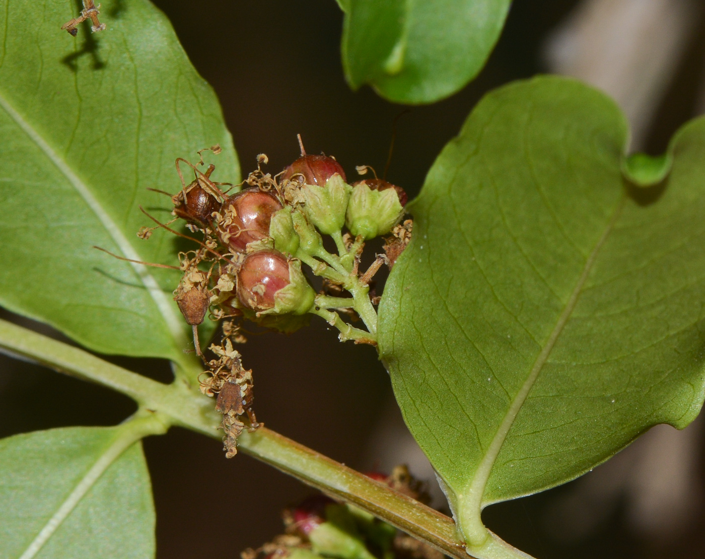 Image of Galpinia transvaalica specimen.