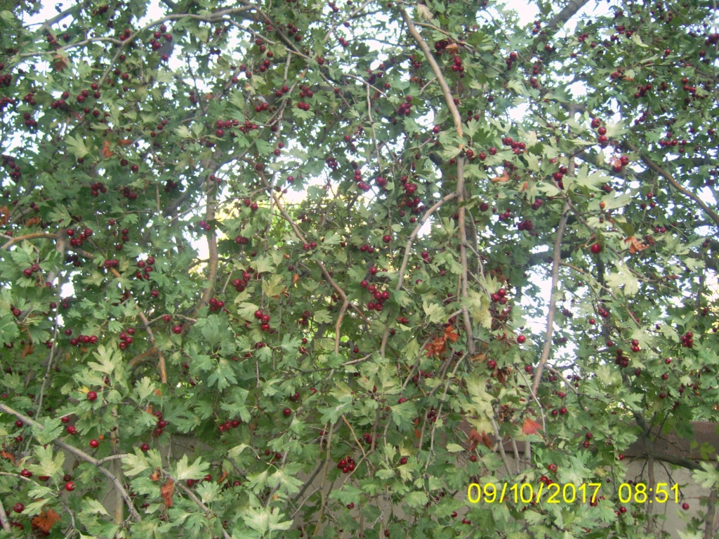 Image of Crataegus meyeri specimen.