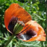 Papaver stevenianum