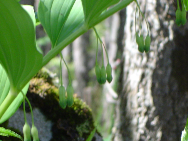 Изображение особи Polygonatum orientale.