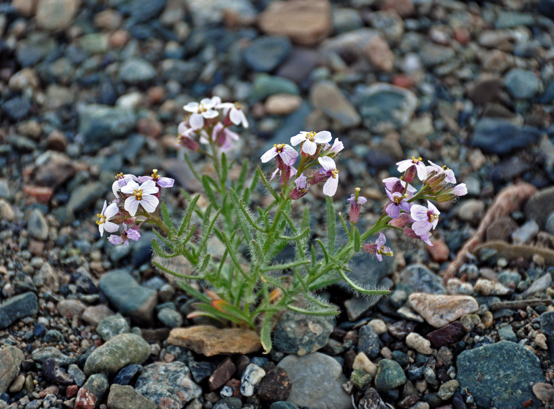 Image of Dontostemon senilis specimen.