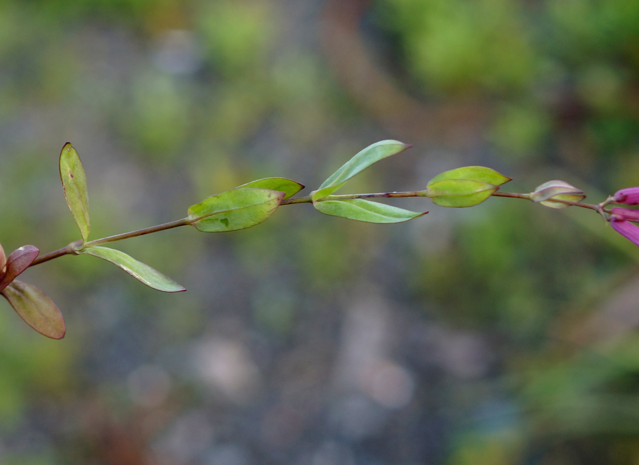 Image of Silene armeria specimen.