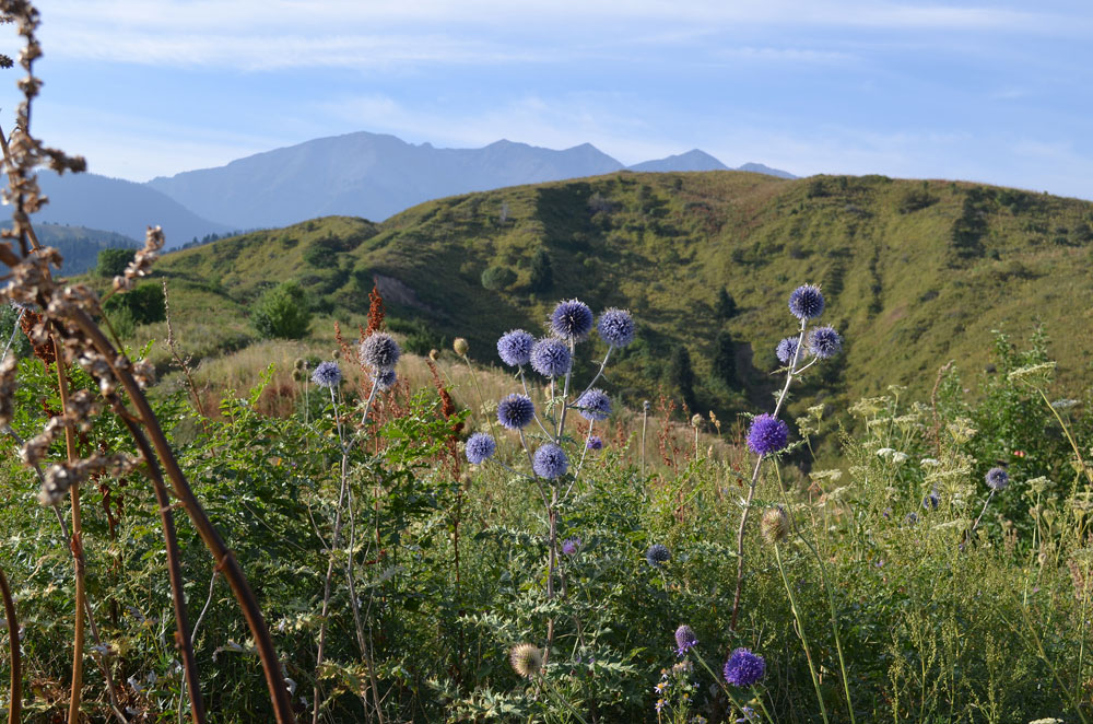 Image of Echinops chantavicus specimen.