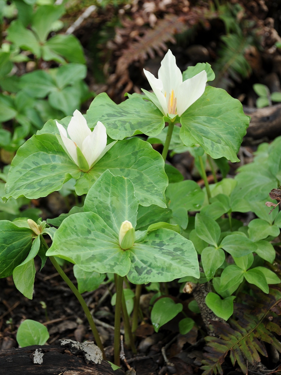 Image of Trillium albidum specimen.