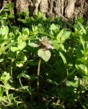 Lamium purpureum