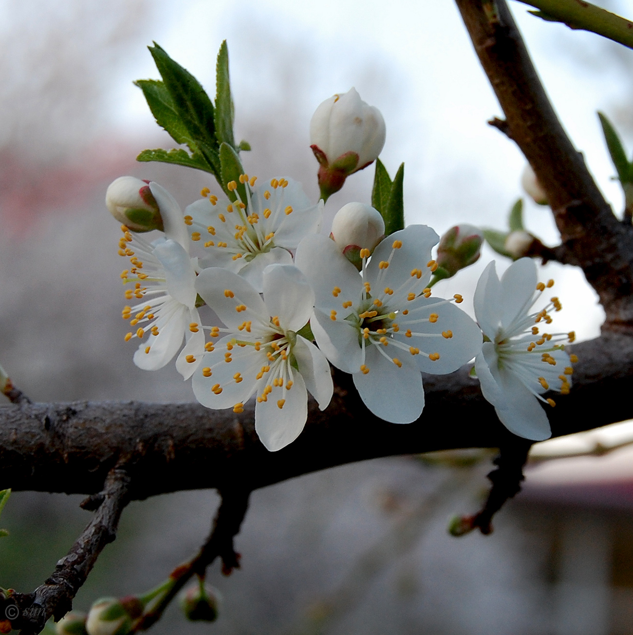 Image of Prunus cerasifera specimen.