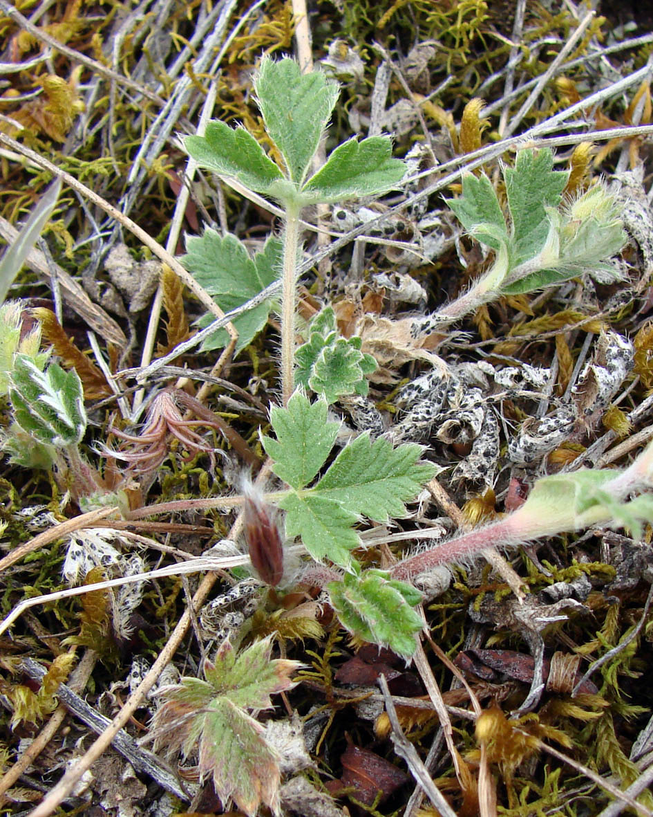 Image of Potentilla arenosa specimen.