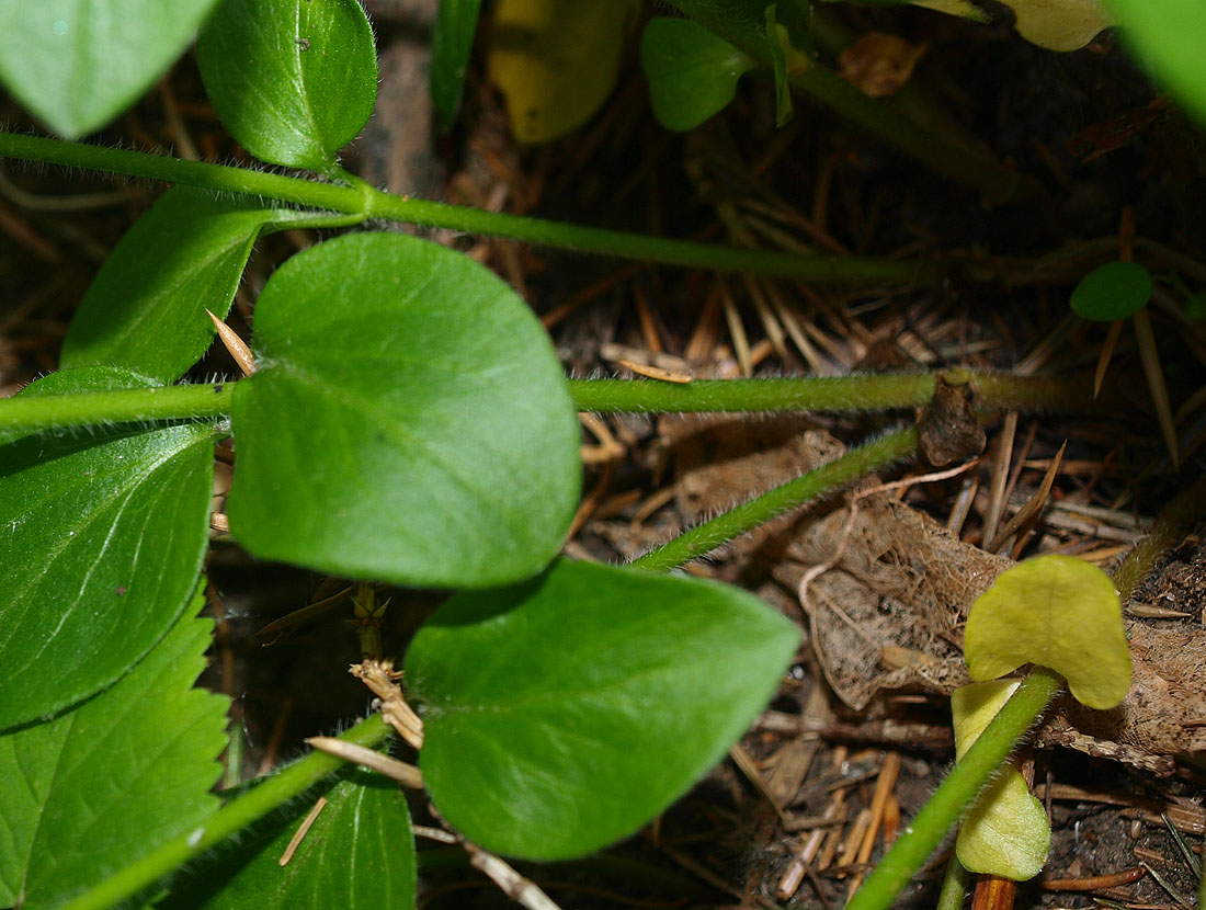 Image of Vinca pubescens specimen.