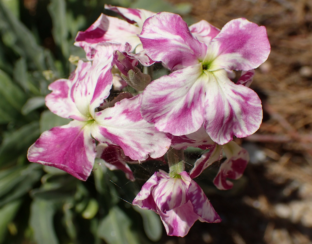 Image of Matthiola incana specimen.