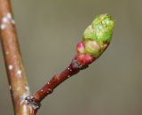 Crataegus chlorocarpa. Веточка с проснувшейся почкой. Восточный Казахстан, г. Усть-Каменогорск, восточные окр., Лесхоз, склон сопки у грунтовой дороги. 30.04.2017.