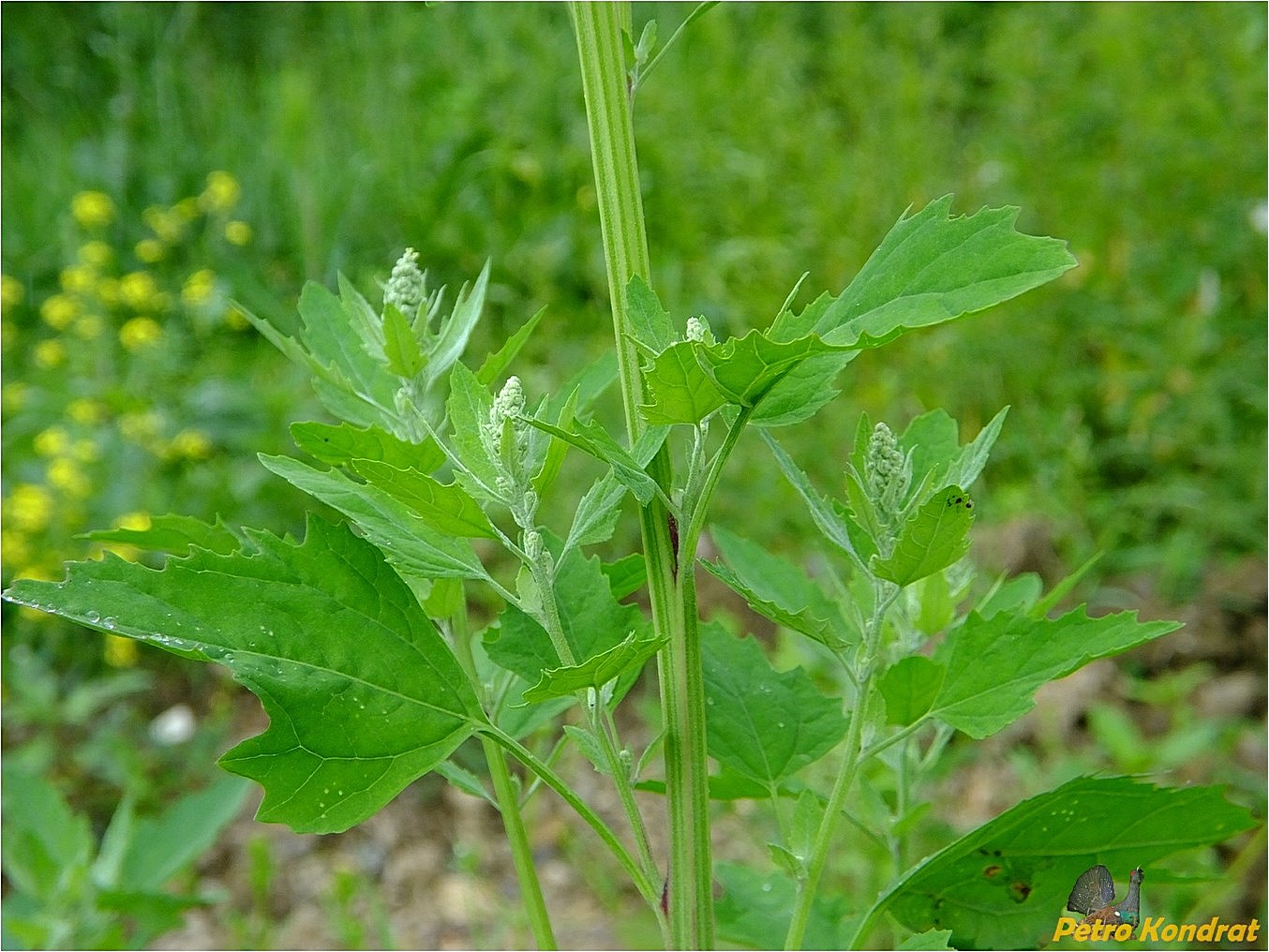 Image of Chenopodium album specimen.