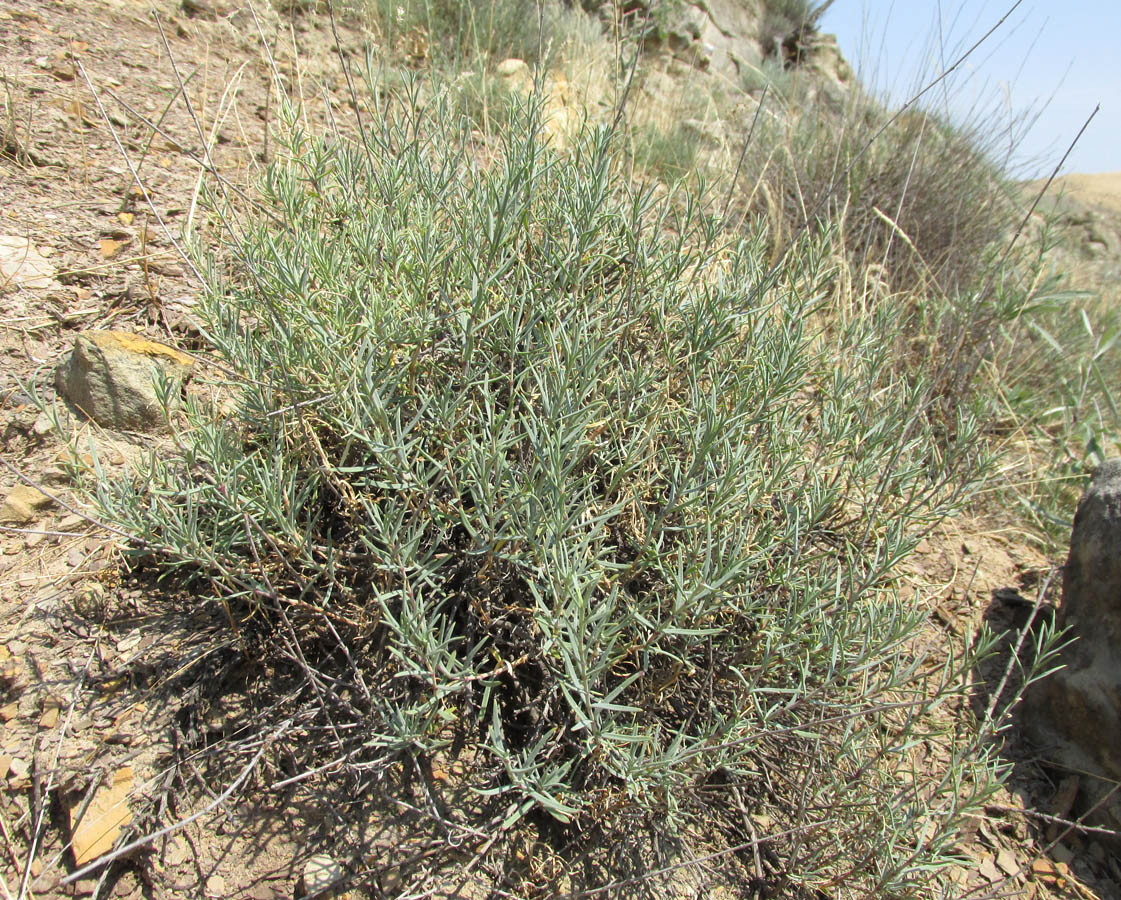 Image of Gypsophila capitata specimen.