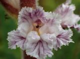 Orobanche crenata. Цветок. Греция, Эгейское море, о. Парос, окр. г. Лефкес, Византийская тропа; залежь рядом с туристической пешеходной дорогой. 19.04.2018.