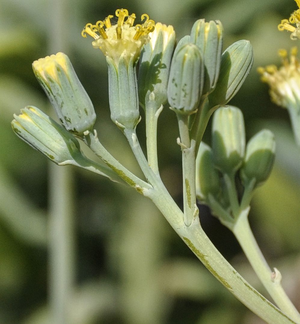 Image of Kleinia &times; kleiniiformis specimen.