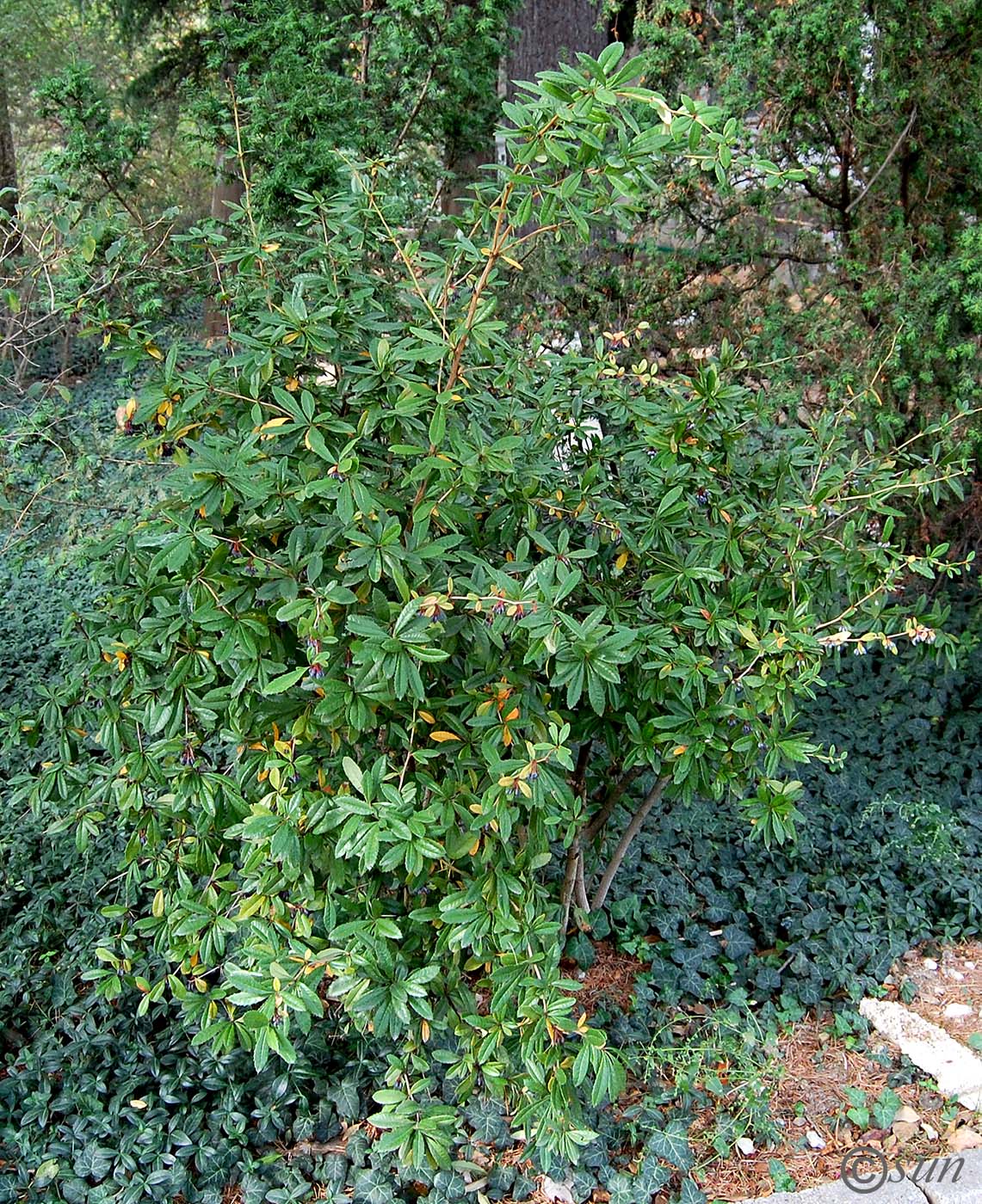 Image of Berberis julianae specimen.